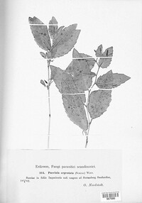 Puccinia argentata image